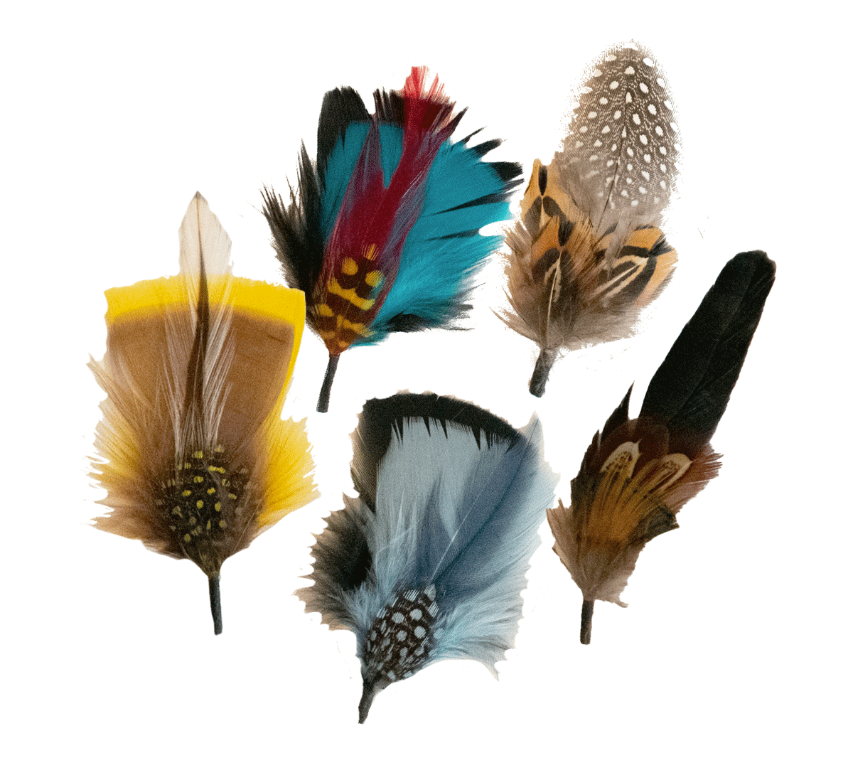 5x Pack Feathers