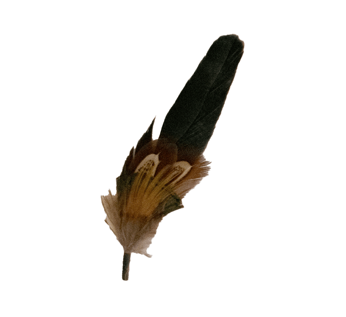 Black 57 Feather