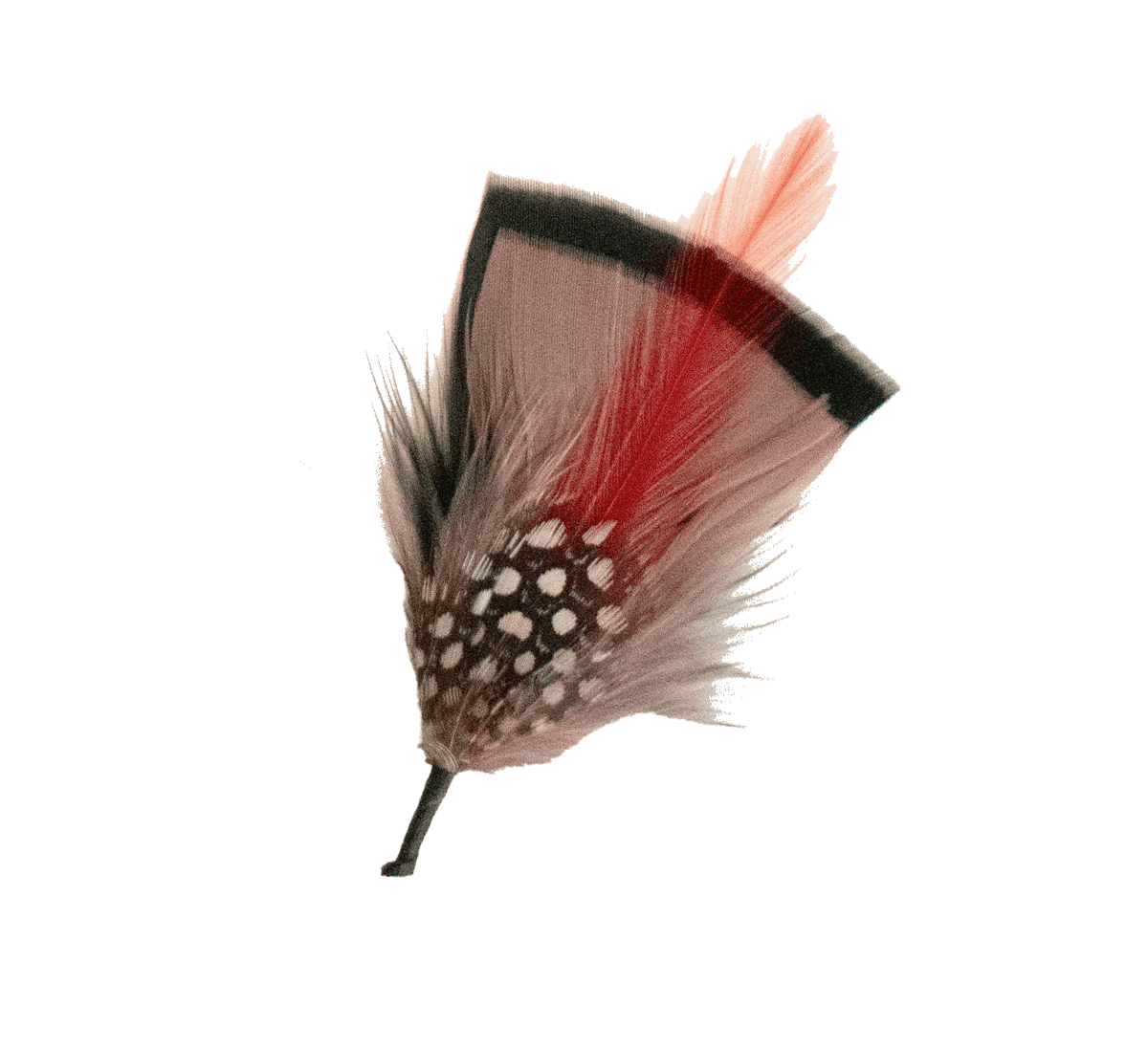 Brown Feather