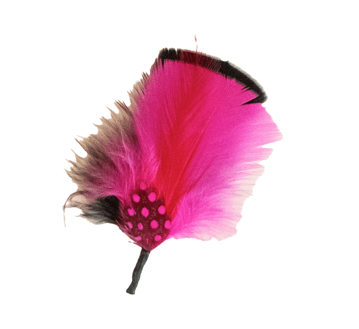 Fushia Feather