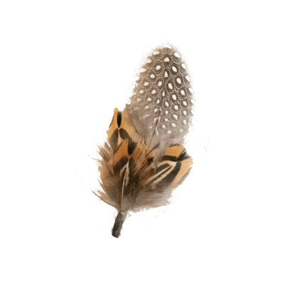 Polka Feather