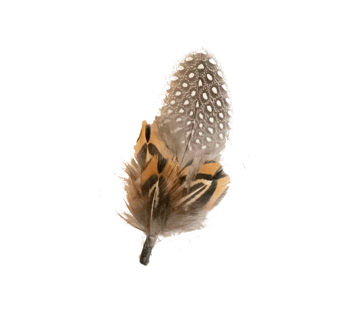 Polka Feather