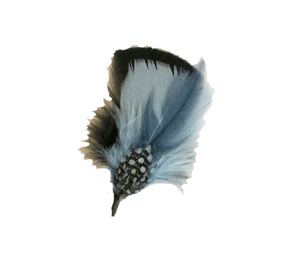 Skyblue Feather