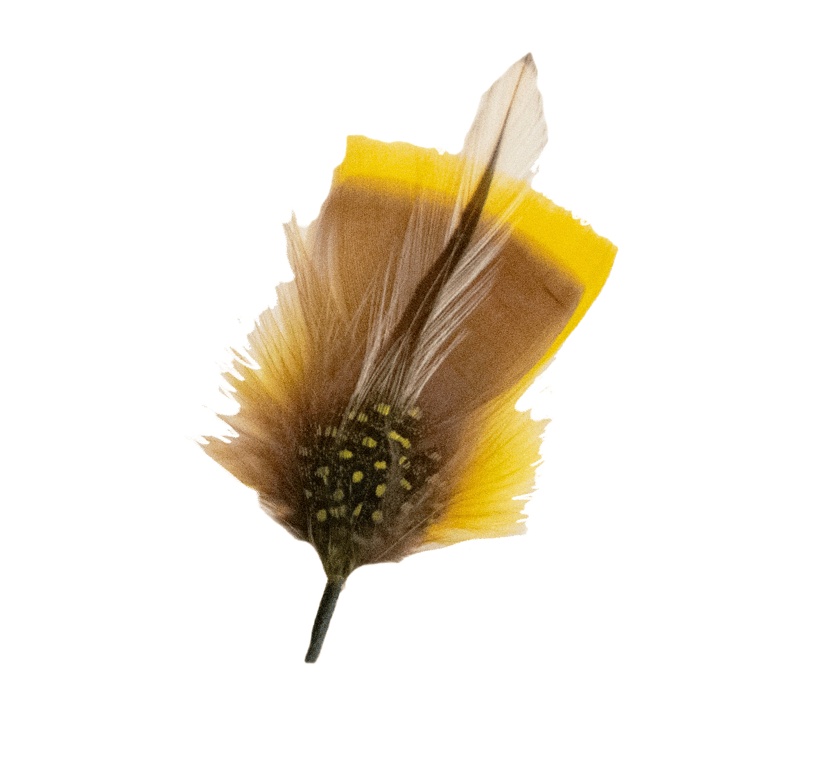 Yellow Feather